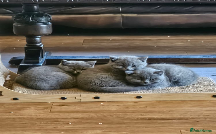 British Shorthair cats - Advert 6