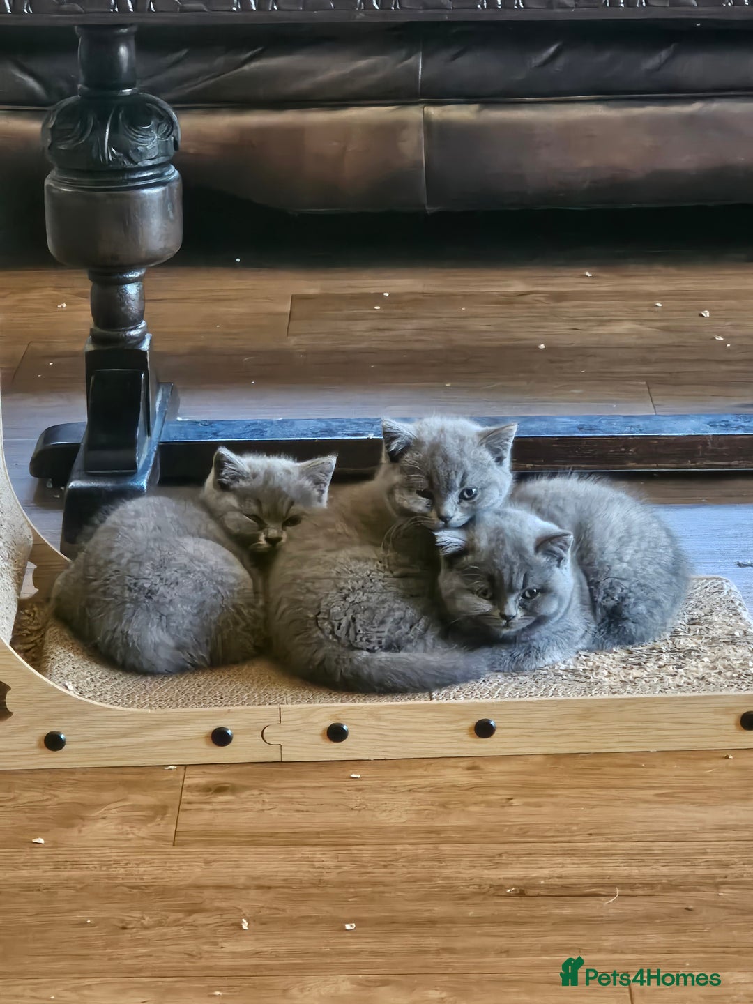 British Shorthair cats for sale: GCCF BSH Blue pedigree kittens for sale - Image 1