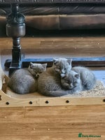 British Shorthair cats - Advert 3