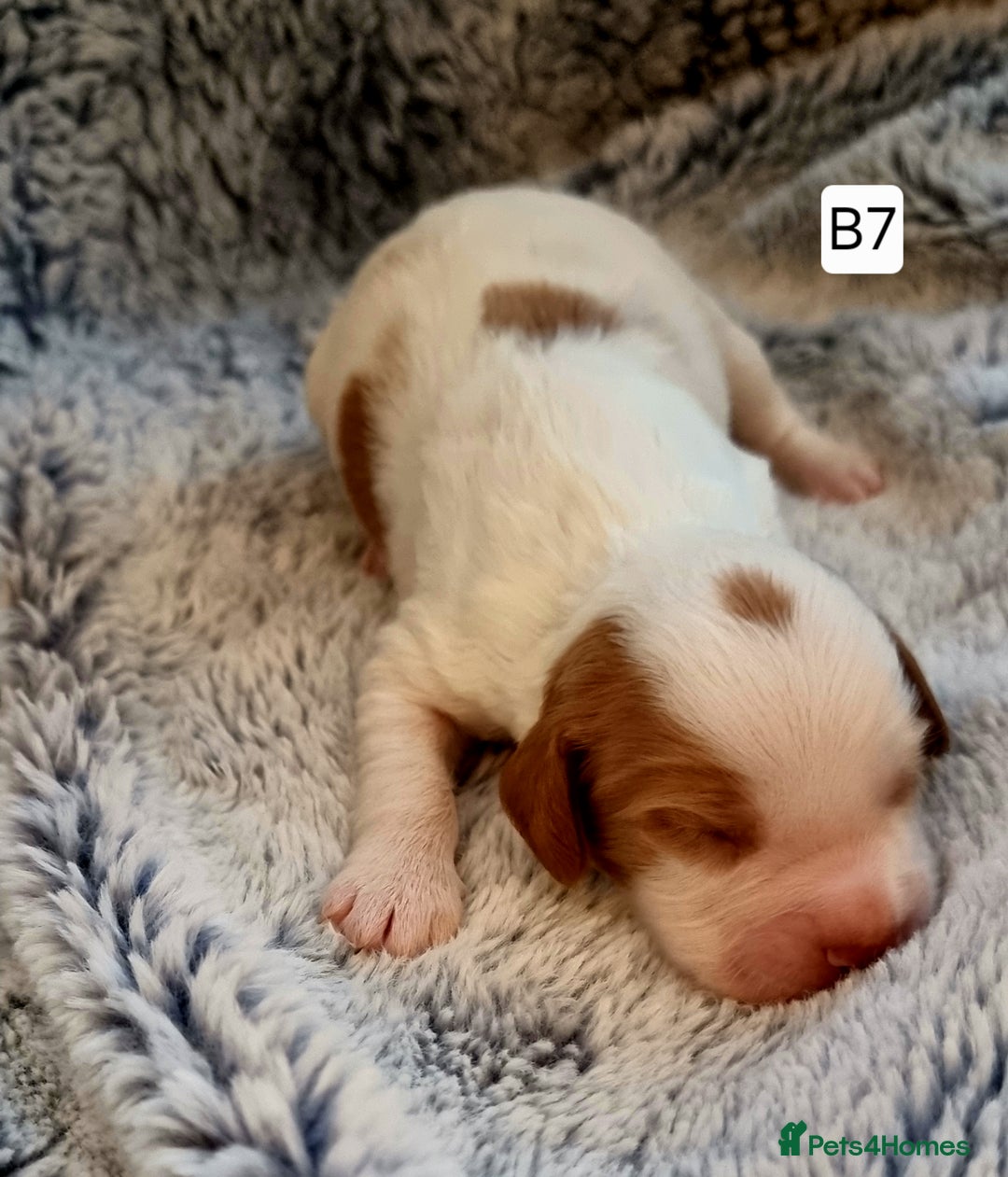 Cocker Spaniel dogs for sale: Stunning Working Cocker Spaniel Pups F1B  - Image 23