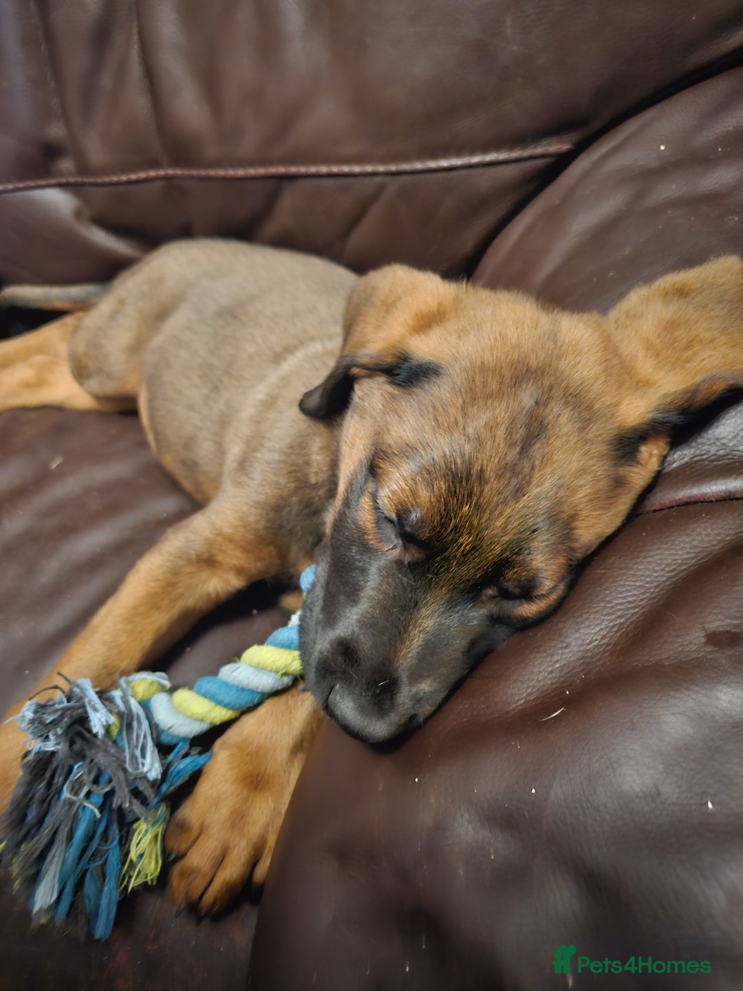 Mixed Breed dogs for sale: German shepherd cross puppy  - Advert 1