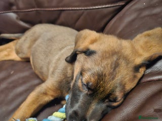 Mixed Breed dogs German shepherd cross puppy - Advert 1