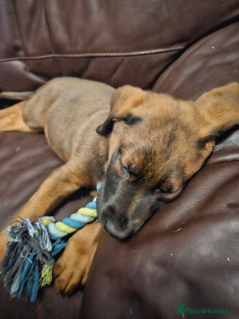 Mixed Breed dogs German shepherd cross puppy - Advert 4