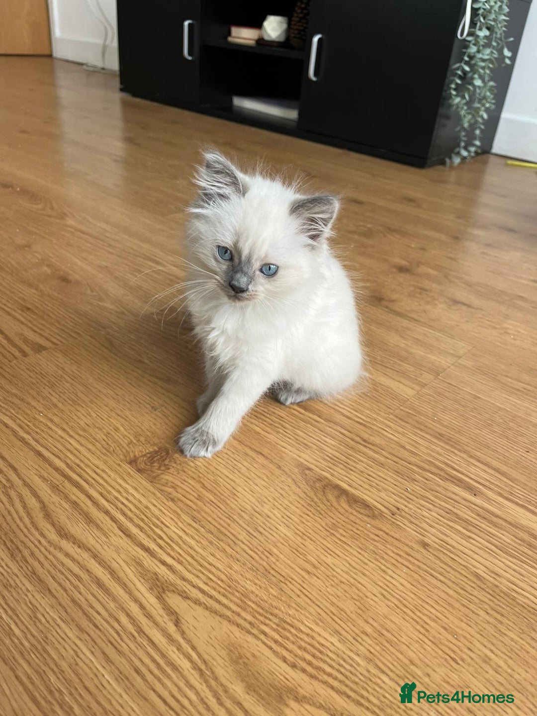 Ragdoll cats for sale: 7 Adorable Ragdoll Kittens Ready for Loving Homes - Advert 8