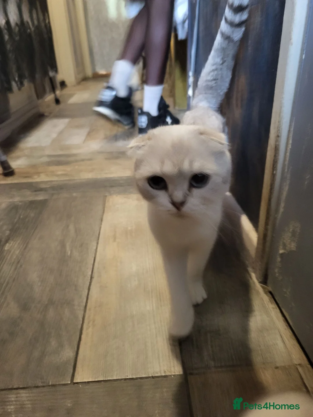 Mixed Breed cats for sale: mixed breed scottish fold and british blue   - Advert 2