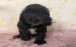 Cockapoo dogs for sale: Ready to Leave: F1 Cockapoo Puppies - Image 8