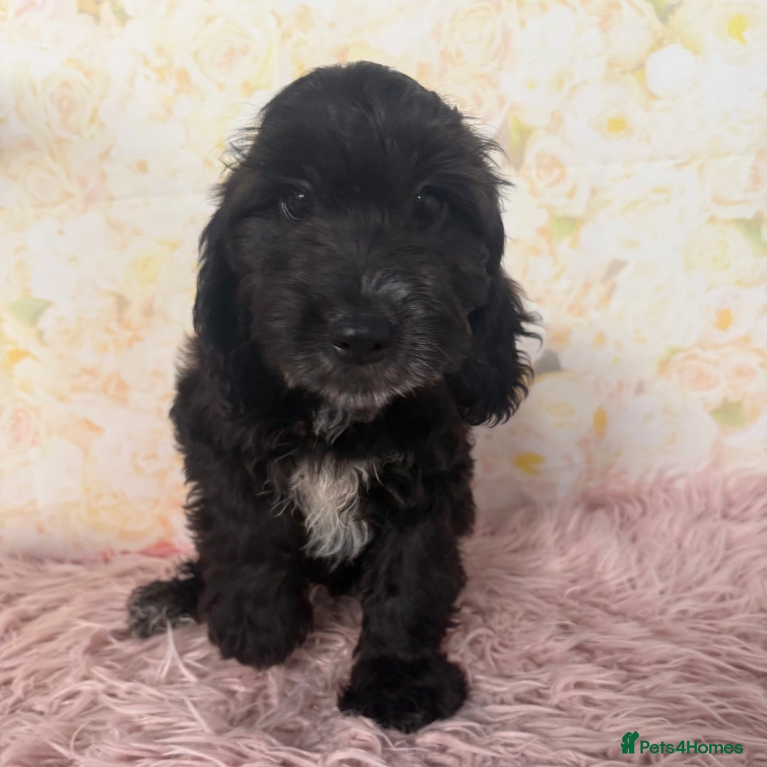 Cockapoo dogs for sale: Ready to Leave: F1 Cockapoo Puppies - Image 8