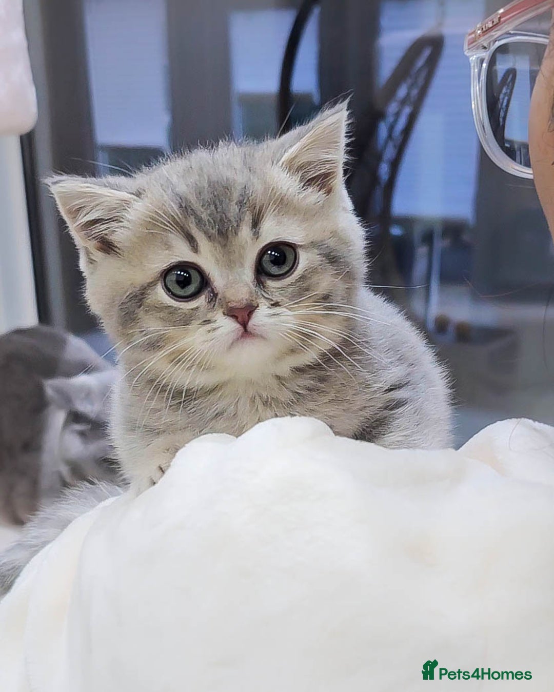 British Shorthair cats for sale: Adorable Kittens Ready For New Home - Advert 15