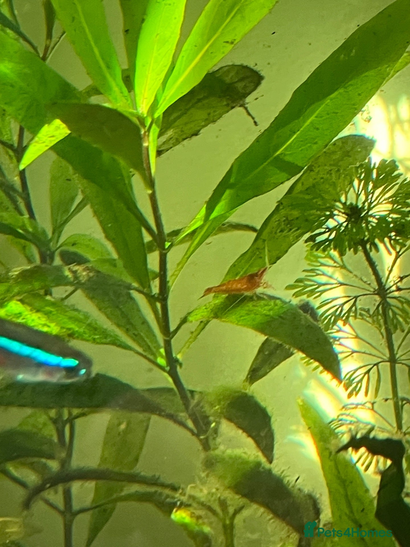 Shrimps fish for sale: Cherry red shrimp for sale  - Advert 1