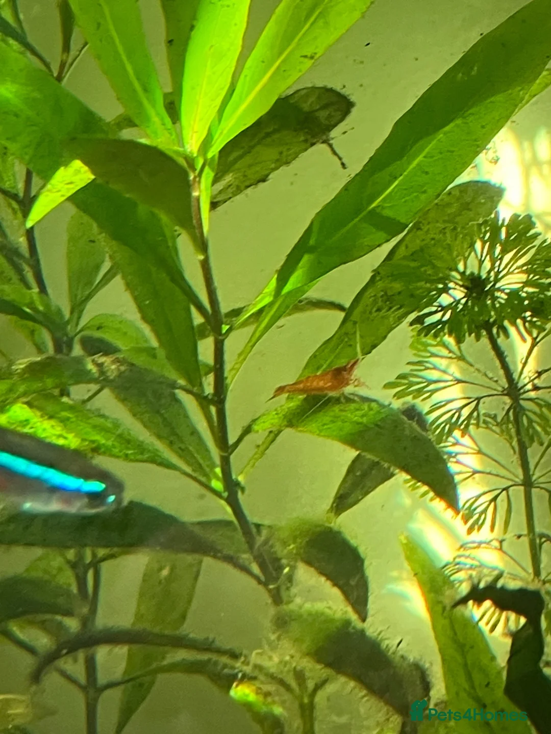 Shrimps fish for sale: Cherry red shrimp for sale  - Advert 1