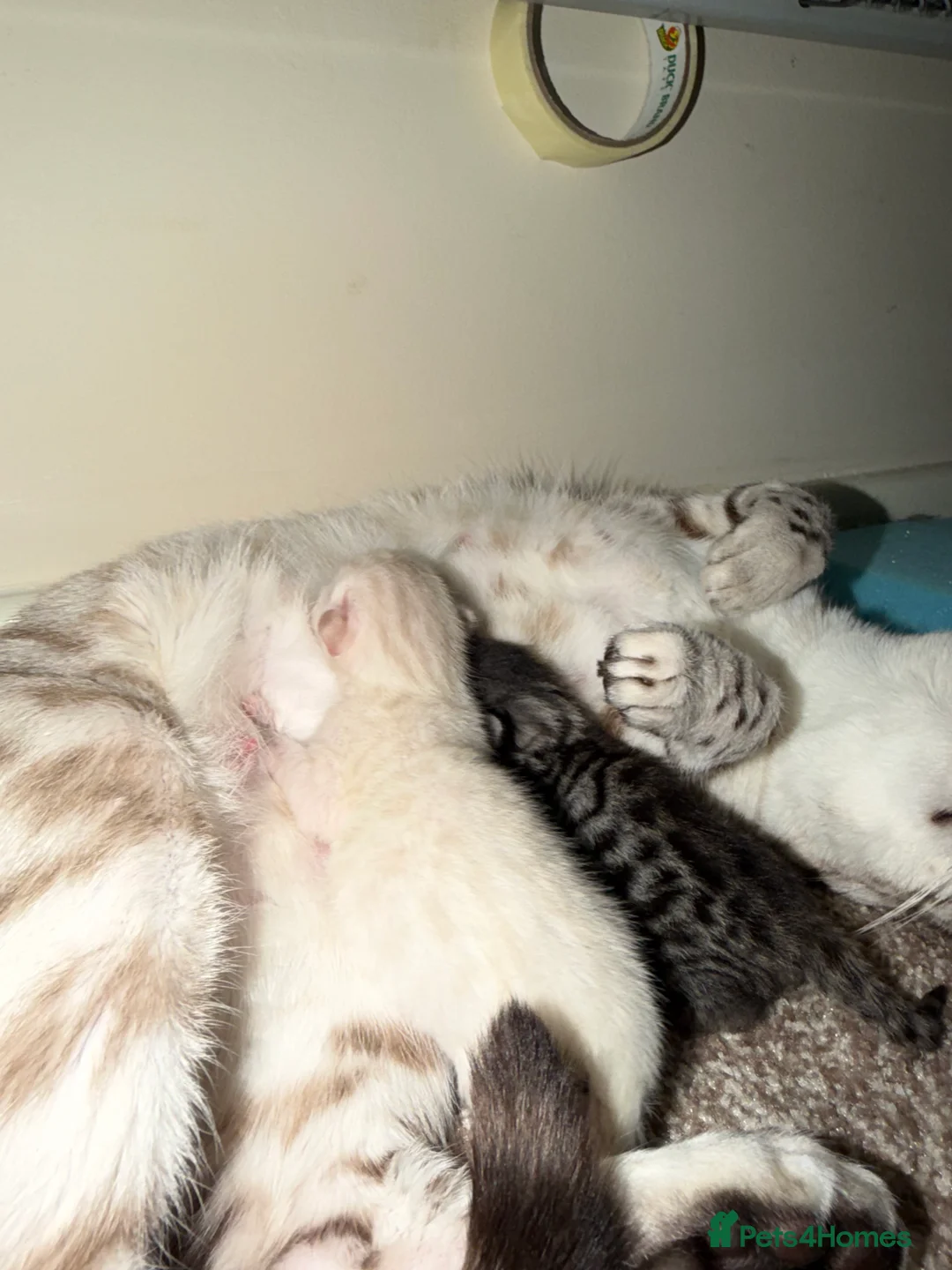 Bengal cats for sale: Bengal kittens  - Advert 6