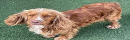 Cockapoo dogs for sale: Cockapoo - Advert 4