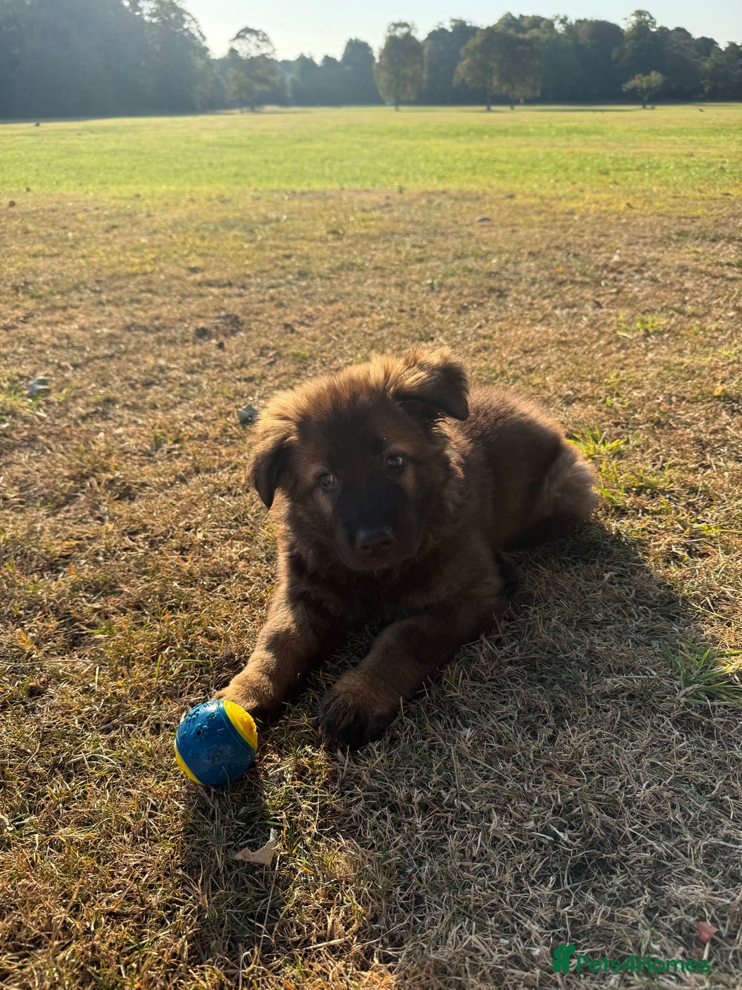 German Shepherd dogs for sale: 15 week old female German Sheppard  - Image 6