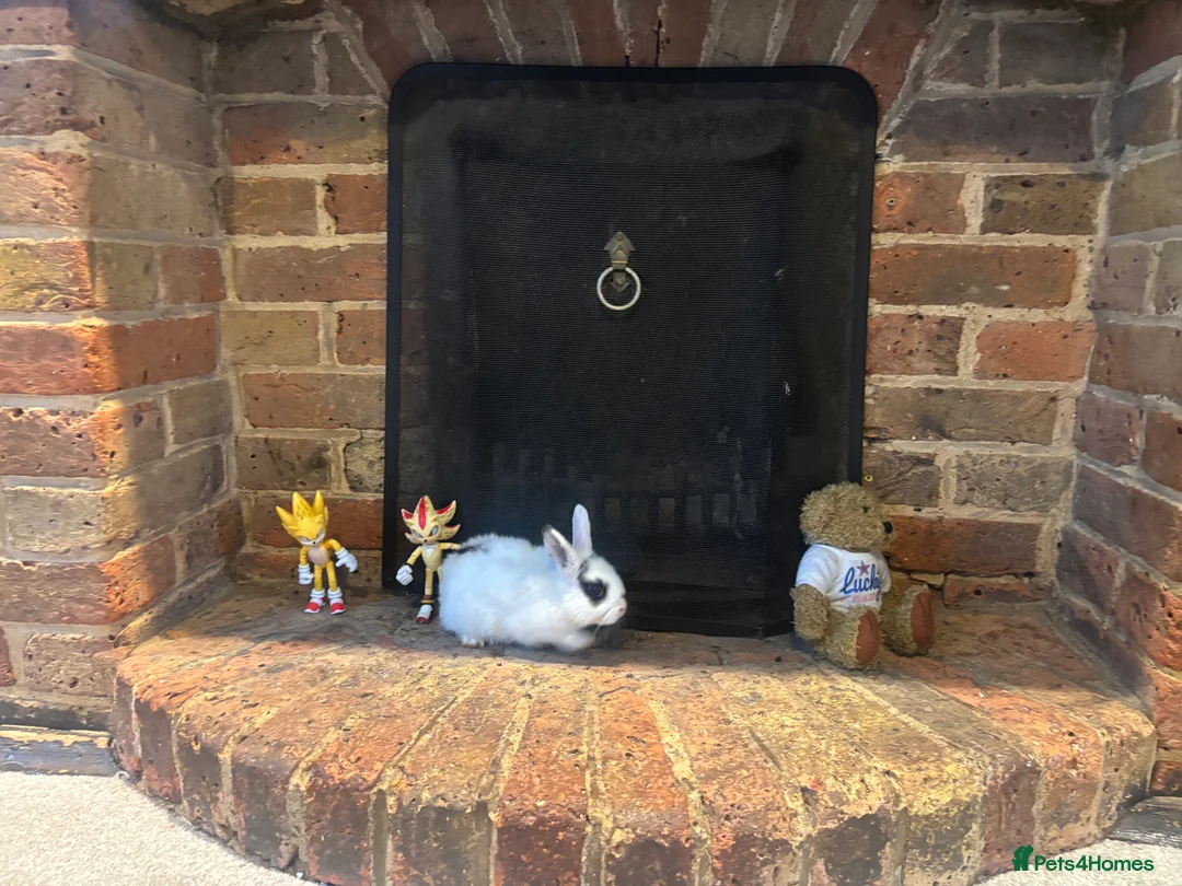 Mixed Breed rabbits for sale: Dwraf bunnies for sale  - Advert 4
