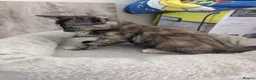 Mixed Breed cats for sale: Gorgeous kittens available  - Advert 6