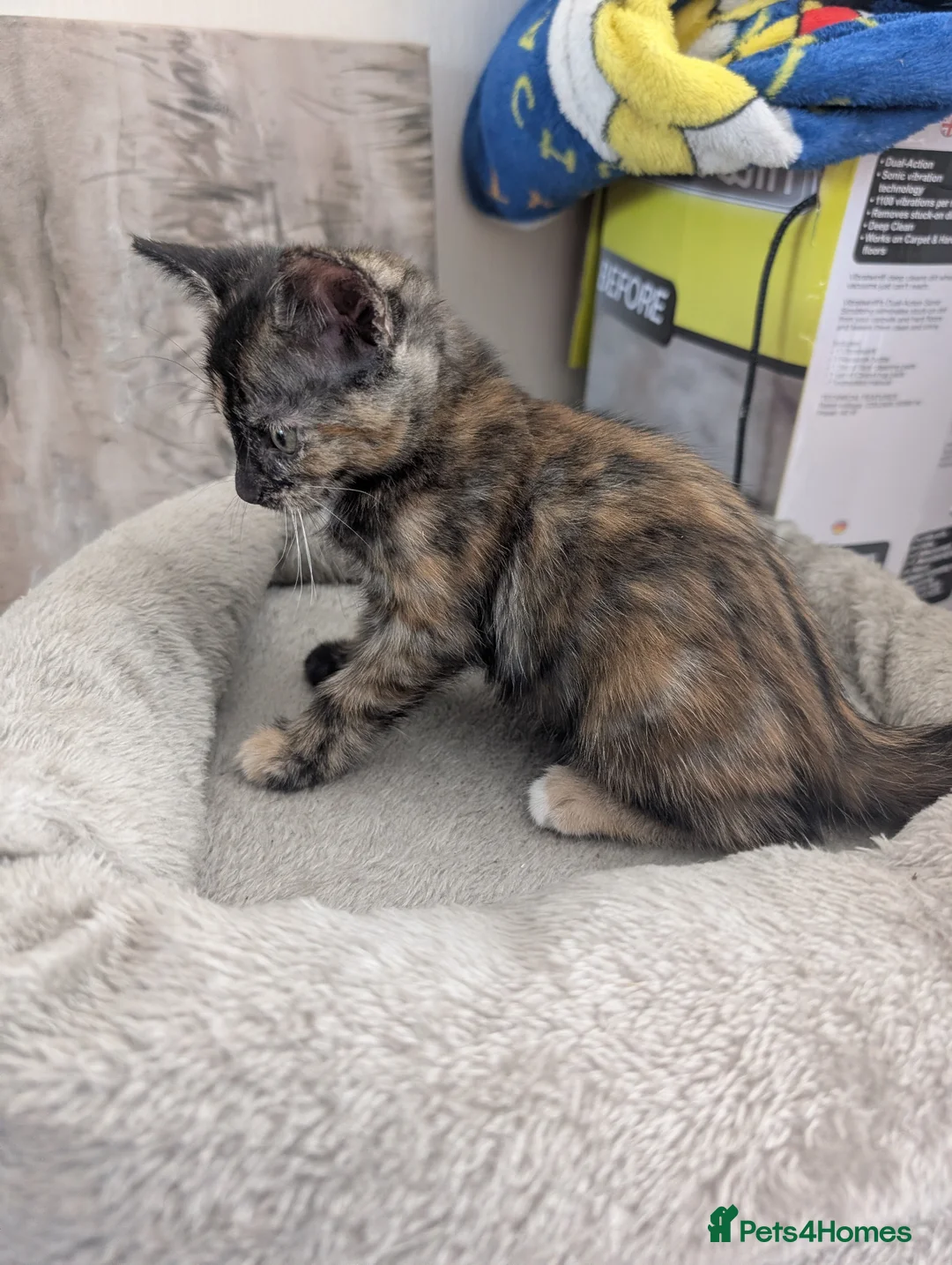 Mixed Breed cats for sale: Gorgeous kittens available  - Advert 6