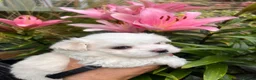 Maltese dogs for sale: Happy Tiny KC Reg Boys - Advert 9