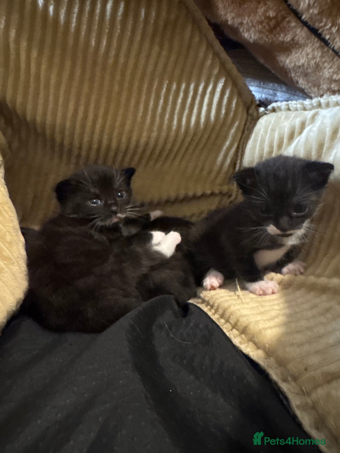 Mixed Breed cats for sale: Beautiful Kittens Looking for Their Forever Homes✨ - Advert 8