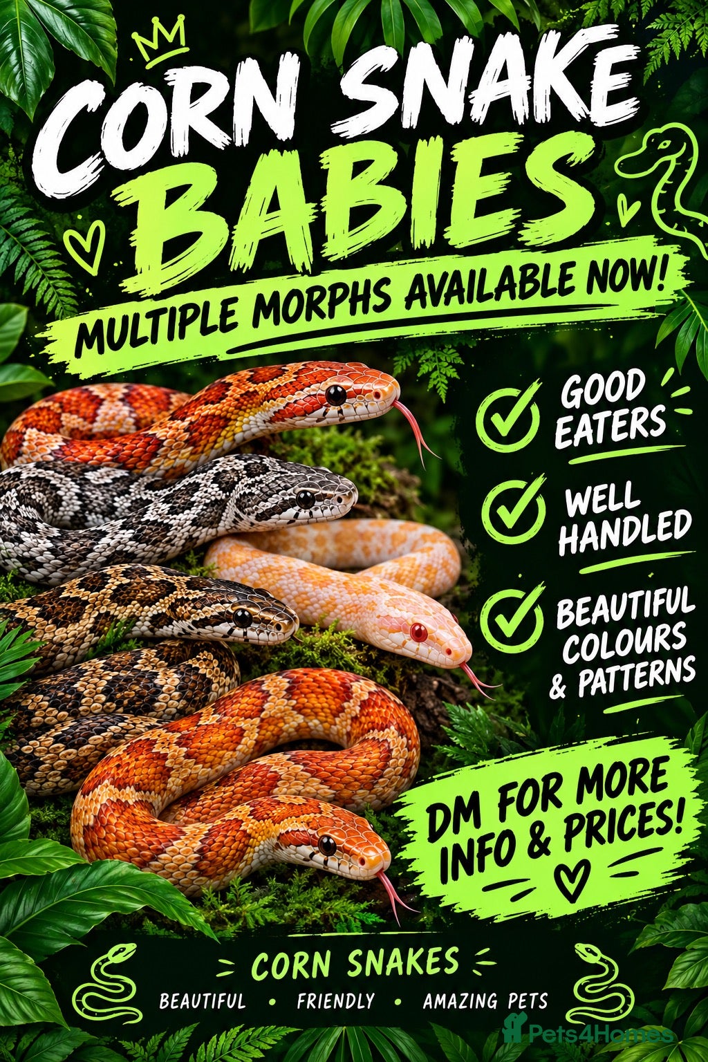 Corn Snake reptiles Various Morphed Cornsnake babies - Advert 1