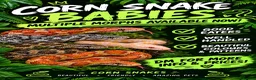 Corn Snake reptiles for sale: Various Morphed Cornsnake babies - Advert 1