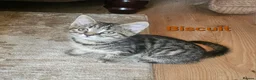 British Shorthair cats for sale: British Short Haired and Turkish Angora mix  - Advert 24
