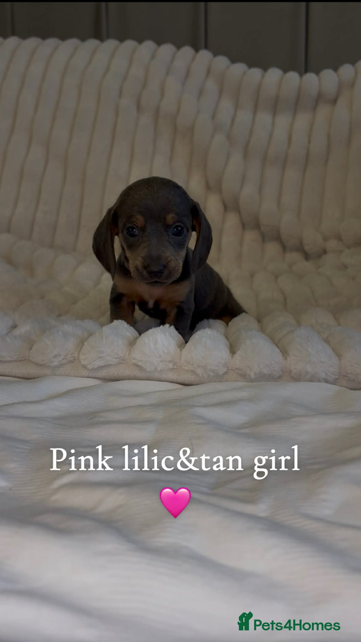 Miniature Dachshund dogs Mini daschund puppies - Advert 2
