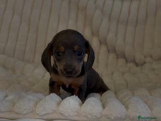 Miniature Dachshund dogs Mini daschund puppies - Advert 2