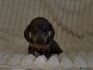 Miniature Dachshund dogs Mini daschund puppies - Advert 5