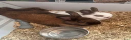 Mixed Breed rabbits for sale: 2 rabbits in ELY - Advert 3
