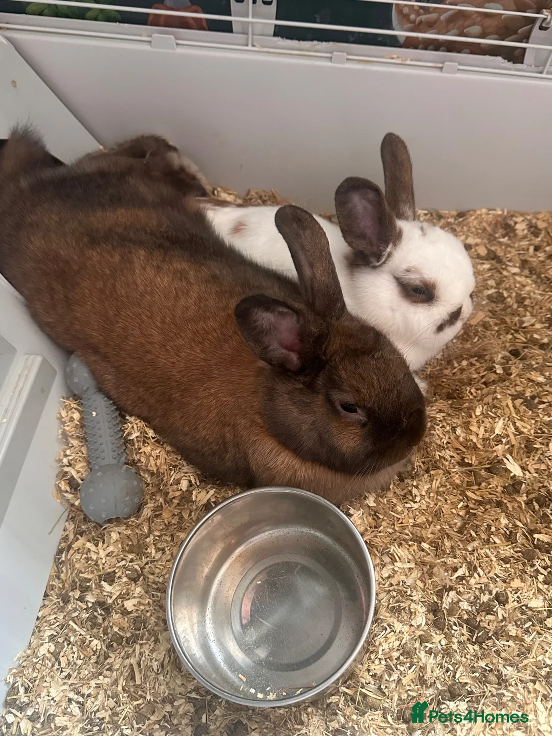 Mixed Breed rabbits for sale: 2 rabbits in ELY - Advert 3