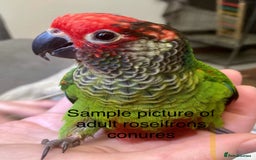 Conures birds for sale: Hand reared Emma’s, roseifrons, pearly conure - Image 23