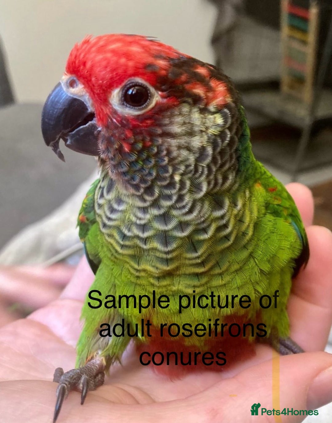 Conures birds for sale: Hand reared Emma’s, roseifrons, pearly conure - Image 23