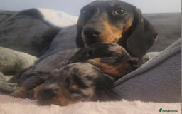 Miniature Dachshund dogs for sale: *1 boy available* - Miniature Dachshunds - Image 12