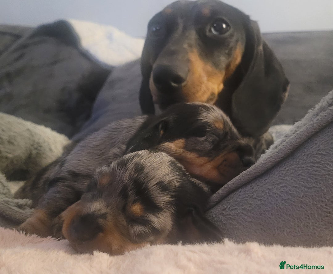 Miniature Dachshund dogs for sale: *1 boy available* - Miniature Dachshunds - Image 12