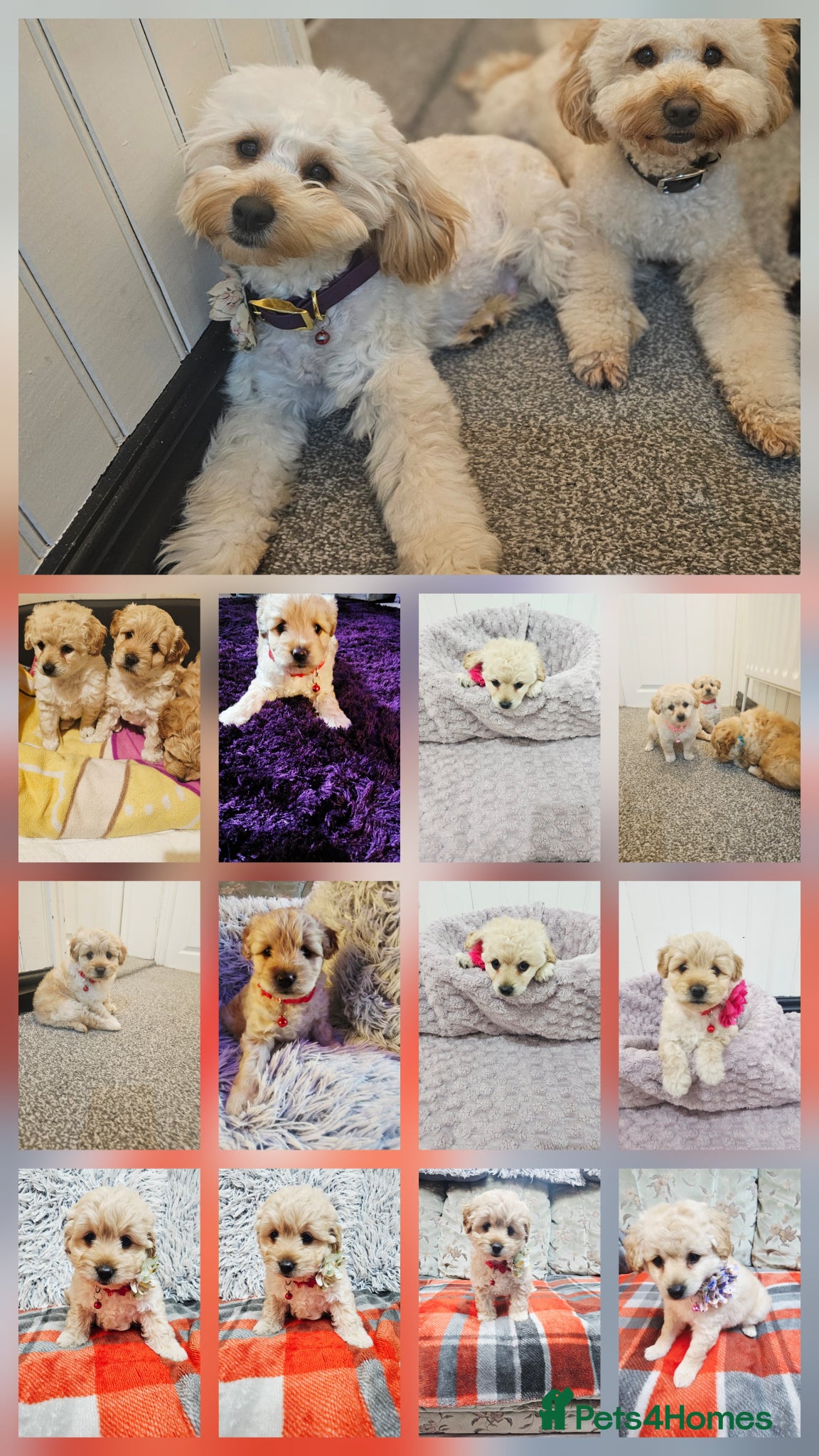 Cockapoo dogs Ready ! Left 2 sweet girls  - Advert 14