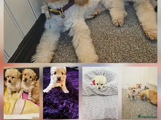 Cockapoo dogs Ready ! Left 2 sweet girls - Advert 14