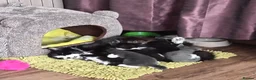Mixed Breed cats for sale: Adorable tuxedo kittens  - Advert 6