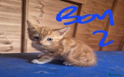 Mixed Breed cats for sale: 5 ginger kittens looking for new home  - Image 5