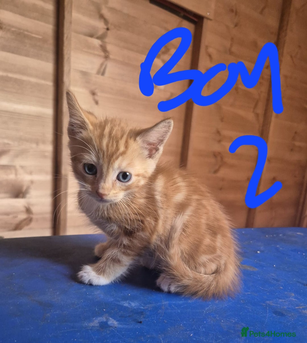 Mixed Breed cats for sale: 5 ginger kittens looking for new home  - Image 5