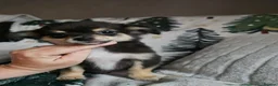Chihuahua dogs for sale: **Ready Now ** Chihuahua Puppies ️ KC Registered  in Bristol - Advert 10