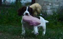 English Springer Spaniel dogs for sale: KC 10 week old Springer Spaniel puppies - Image 1