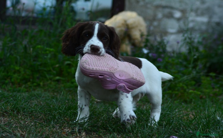 English Springer Spaniel dogs - Advert 1