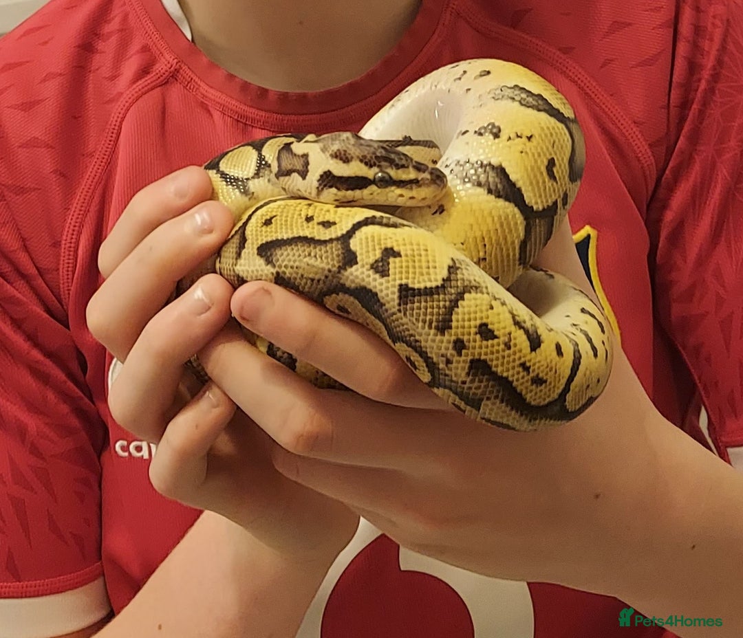 Python Snake reptiles for sale: Royal Python Pastel Butter 100% Het Clown - Advert 1