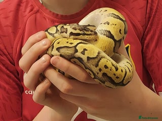Python Snake reptiles Royal Python Pastel Butter 100% Het Clown - Advert 1