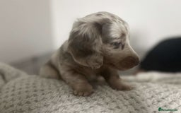 Miniature Dachshund dogs for sale: Adorable Long-Haired Miniature Dachshund Puppies! - Image 10