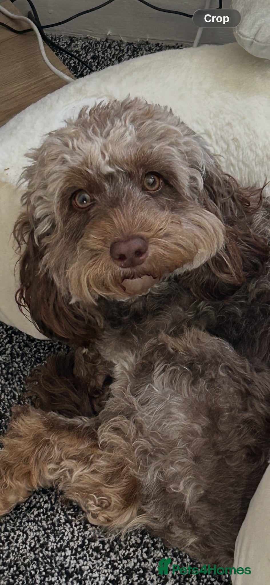 Cockapoo dogs 💙 Stunning Merle Male Cockapoo Puppy  💙 - Advert 18