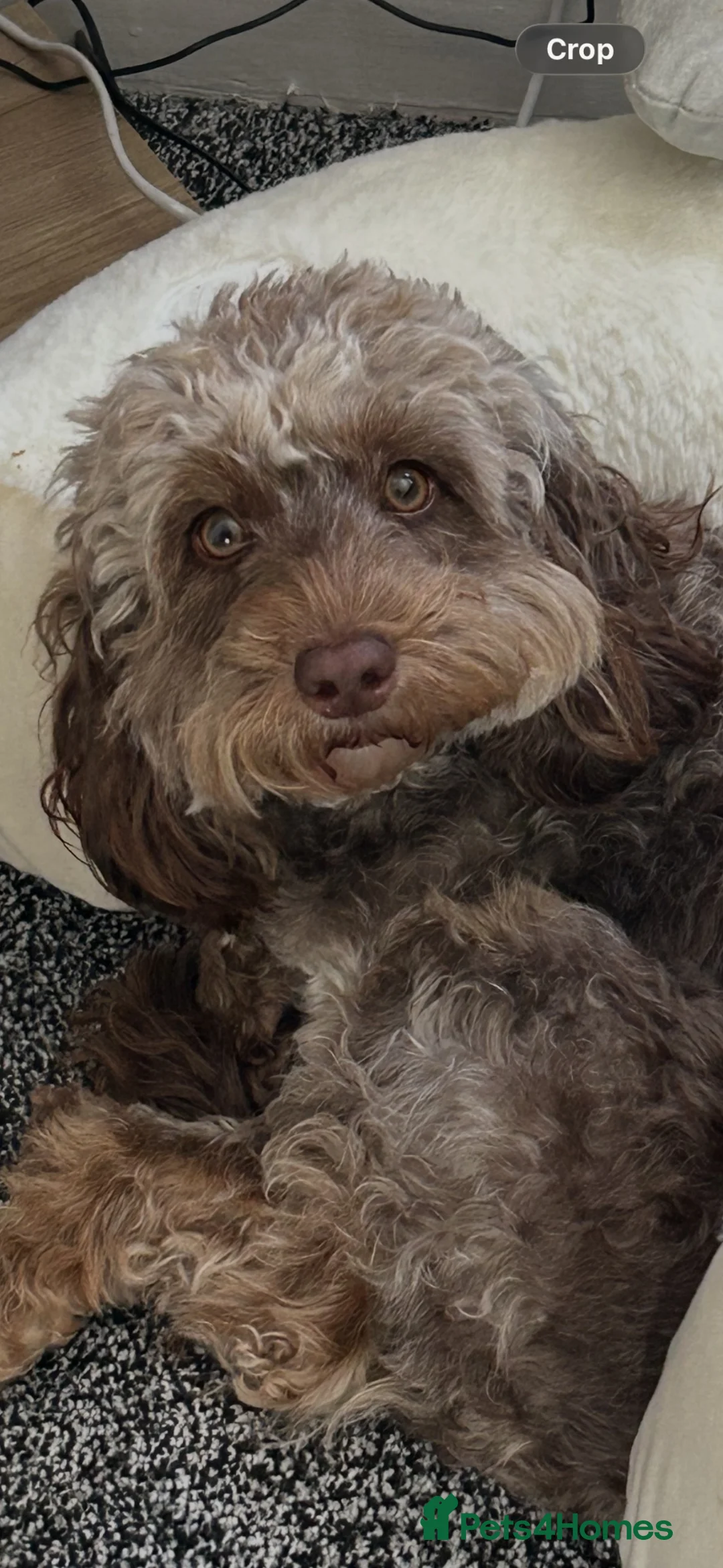 Cockapoo dogs for sale: 💙 Stunning Merle Male Cockapoo Puppy  💙 - Advert 1
