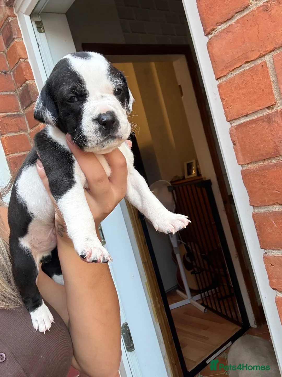 Mixed Breed dogs for sale: Bully cross cane corso  in Newark - Advert 2