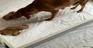 Labrador Retriever dogs KC Red fox Labrador puppies ready to view  - Advert 2