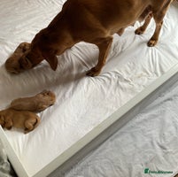 Labrador Retriever dogs KC Red fox Labrador puppies ready to view - Advert 2